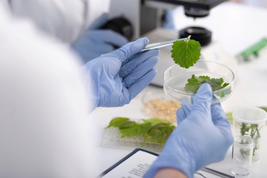 La agricultura suma una nueva alarma: plantas que brillan en verde cuando detectan un virus