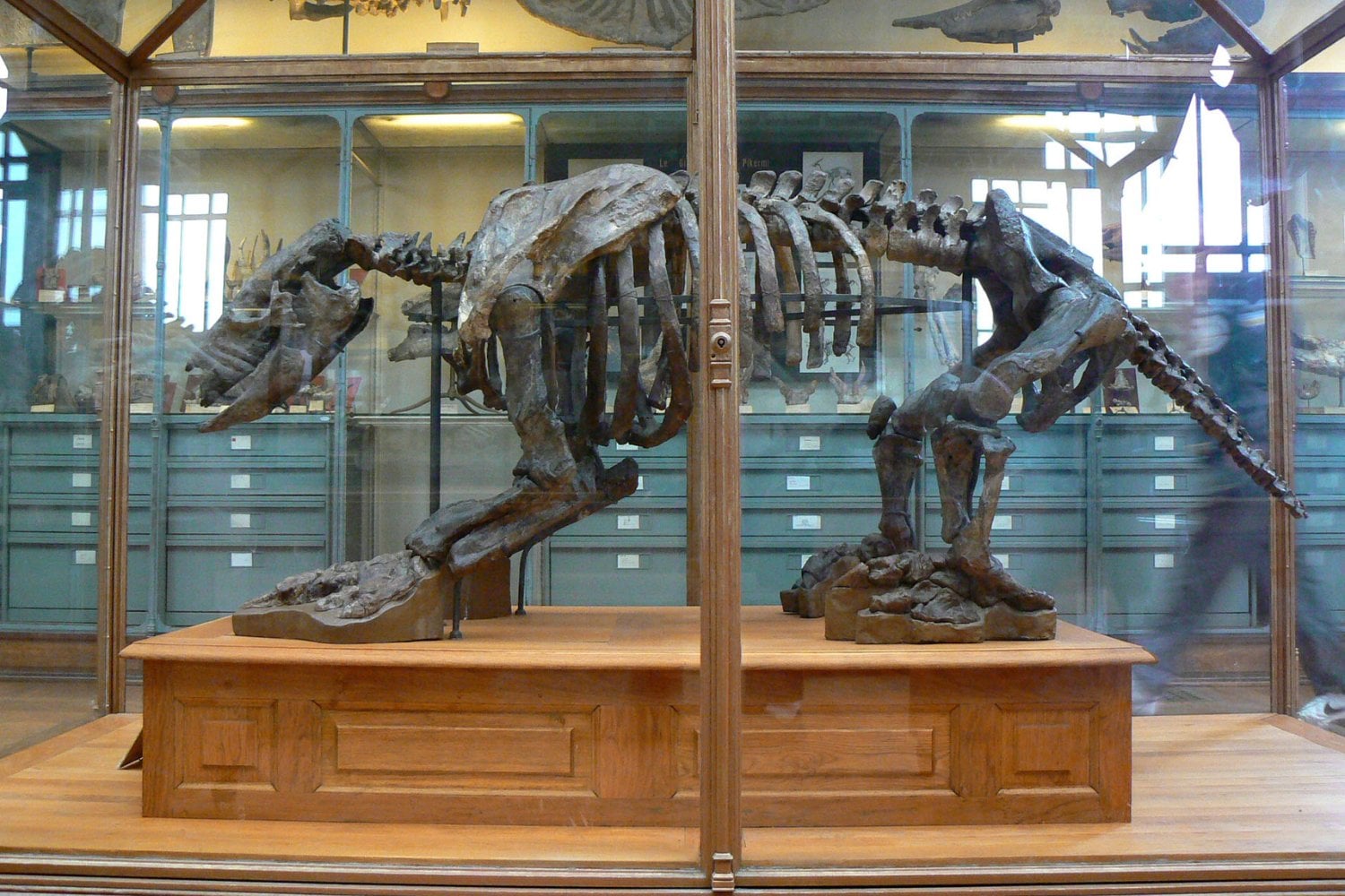 Scelidotherium