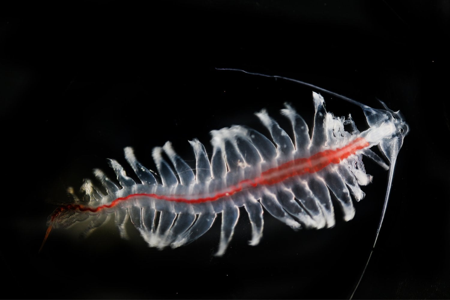 Tomopteris
