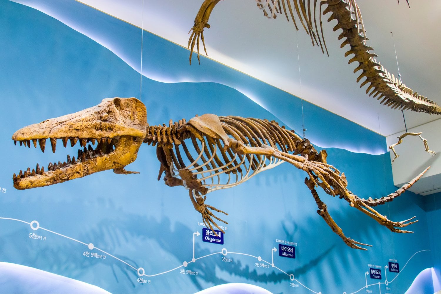 Ambulocetus
