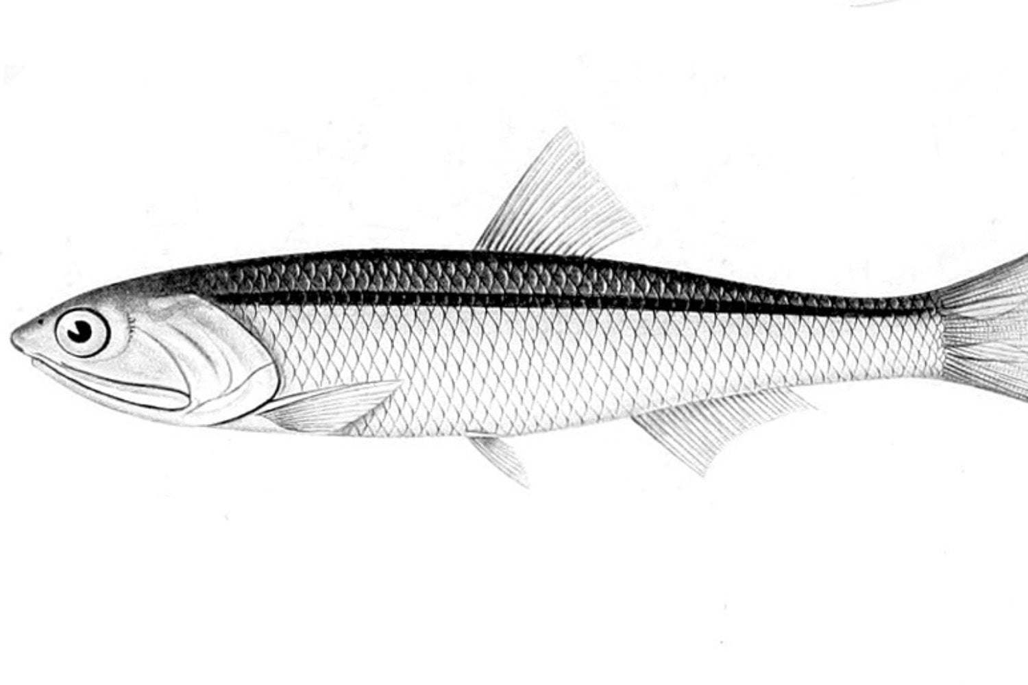 Anchoveta Peruana 2