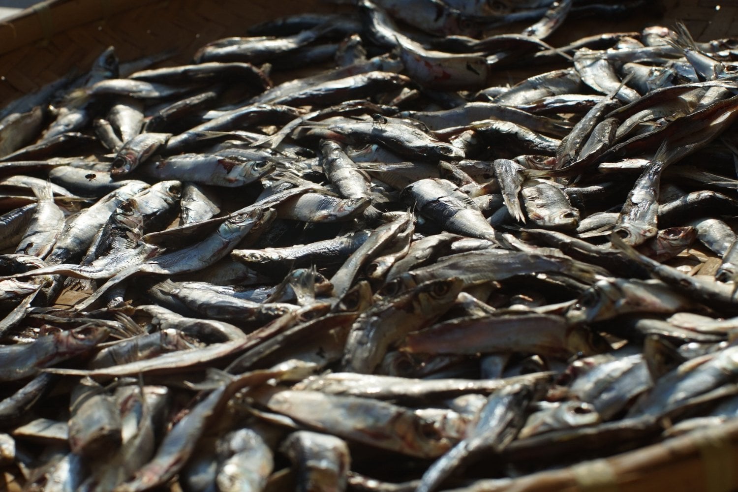 Anchoveta Peruana