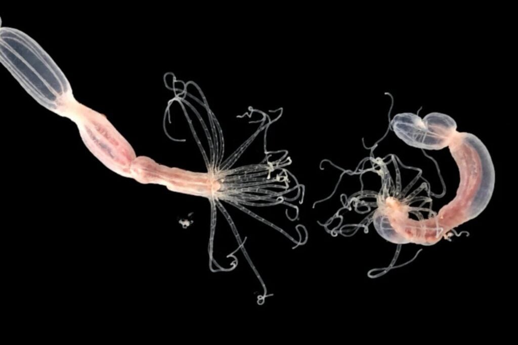 Anemona
