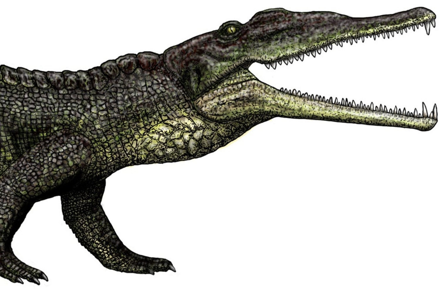 Arcosaurio