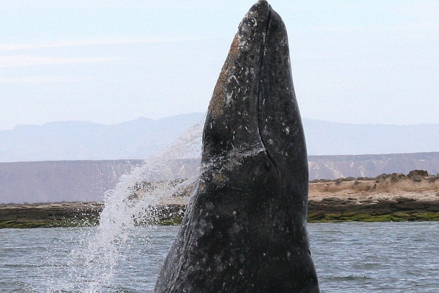 Ballenas Barbadas