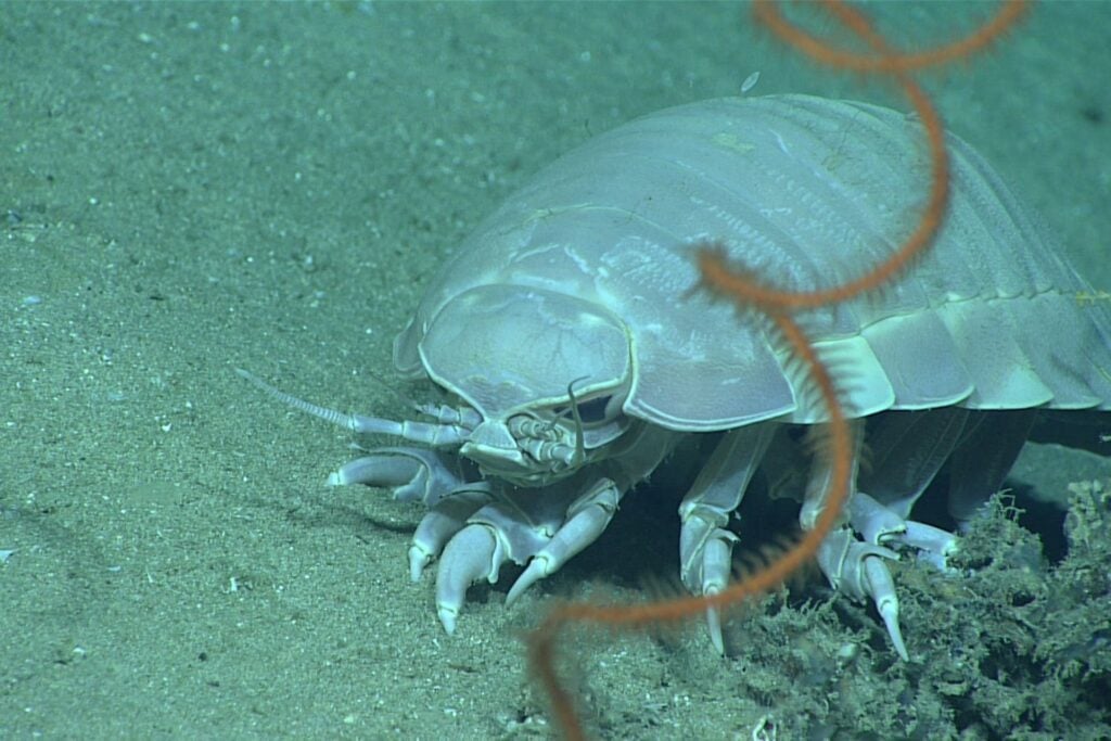 Bathynomus