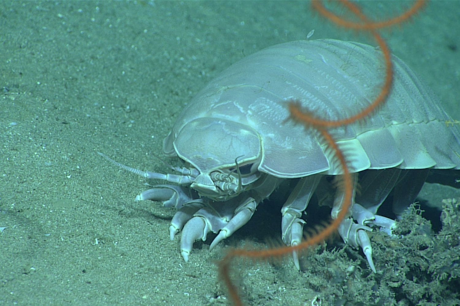 Bathynomus