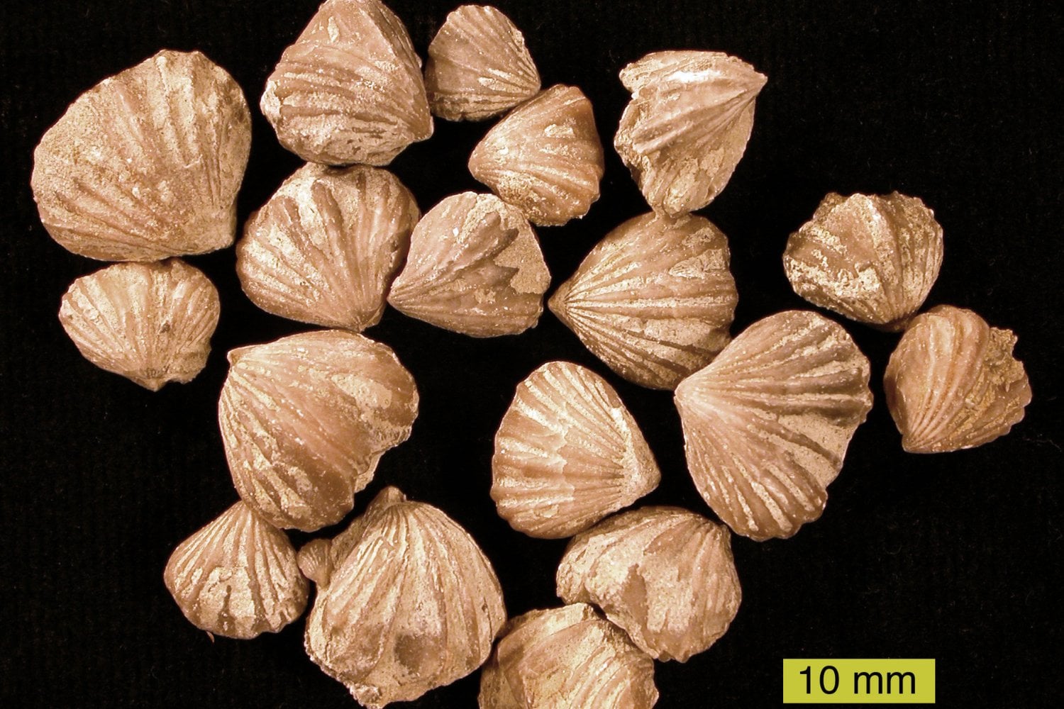 Braquiopodos