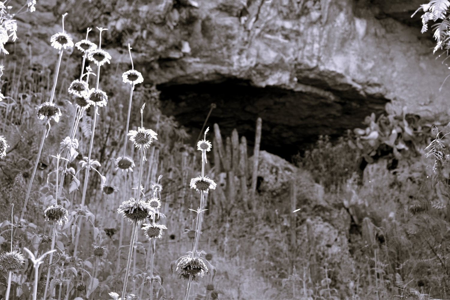 Cueva PikiMachay Peru