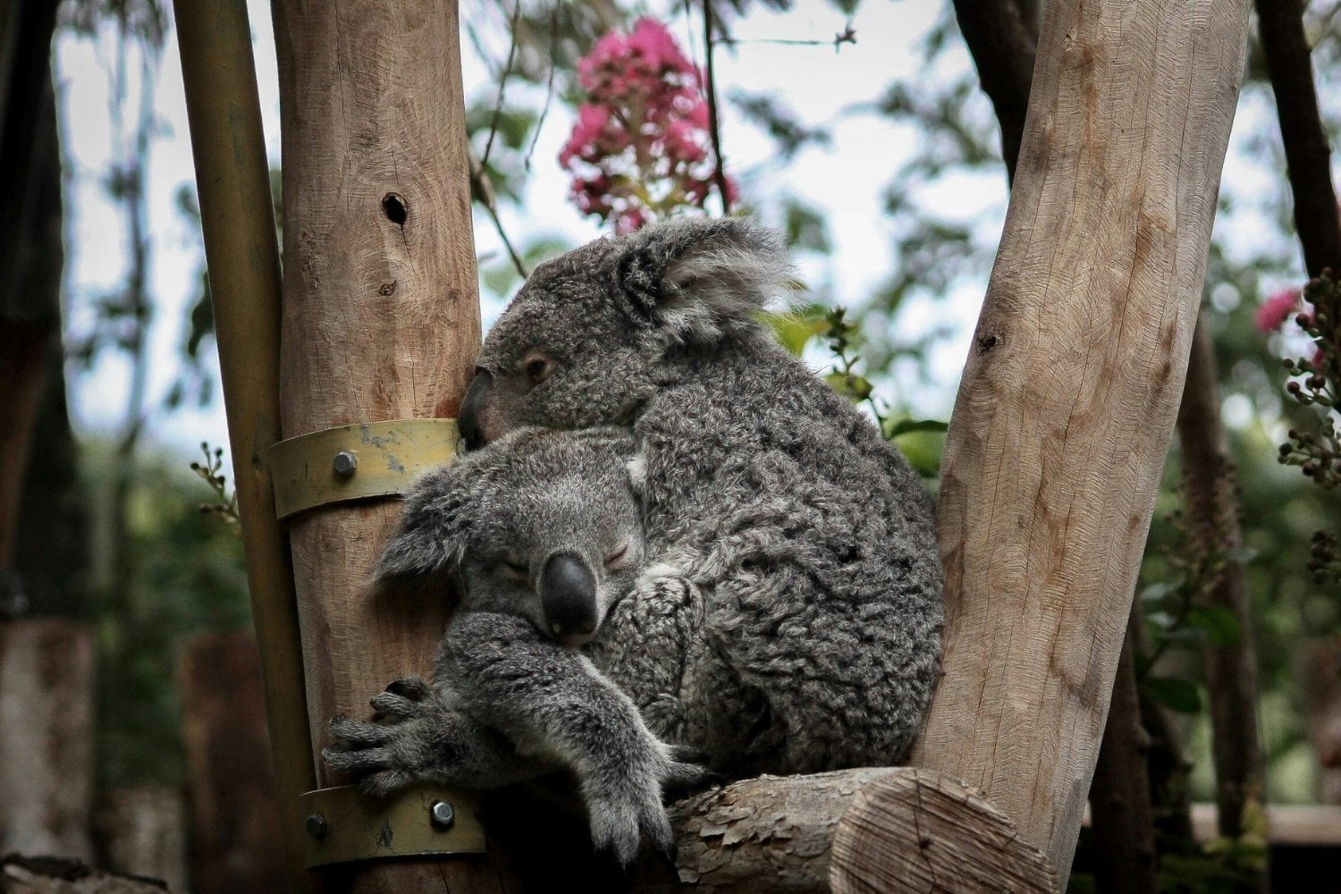 Diversidad Genetica Koalas