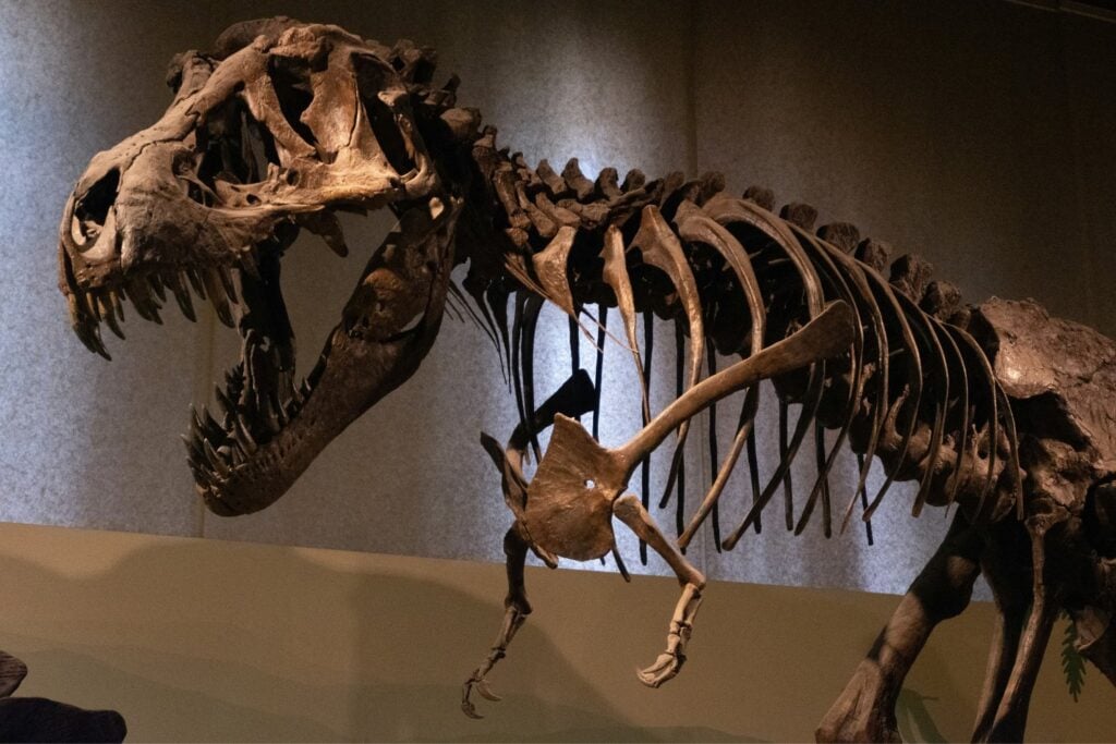 Fosil De Dinosaurio