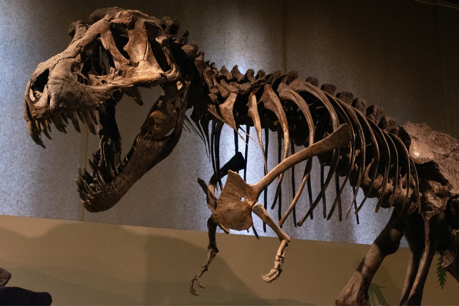 Fosil De Dinosaurio