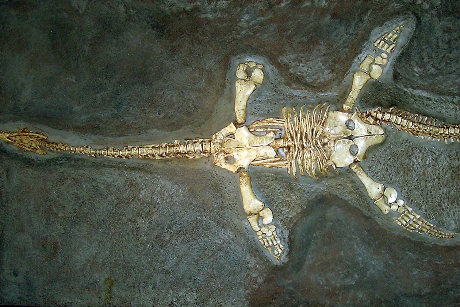 Fosil De PlesiOSaurio