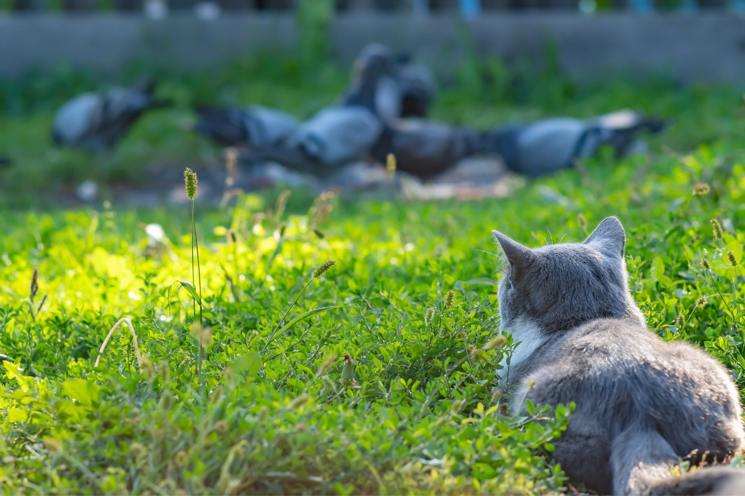 Gato Cazador