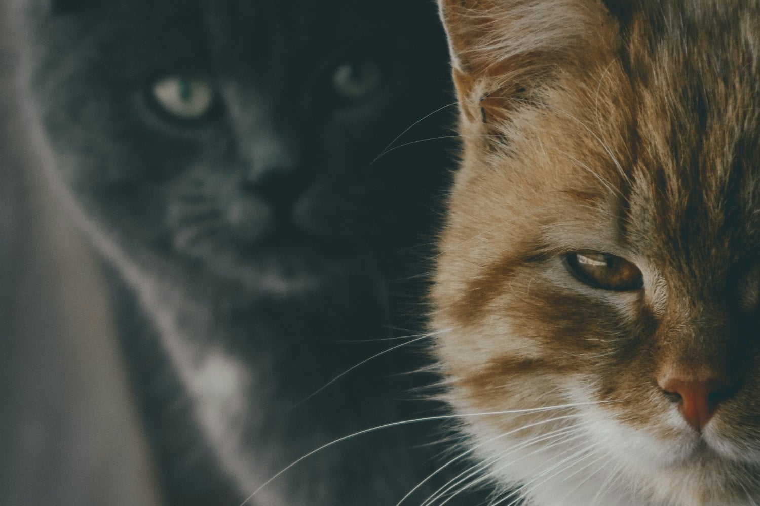 Gatos