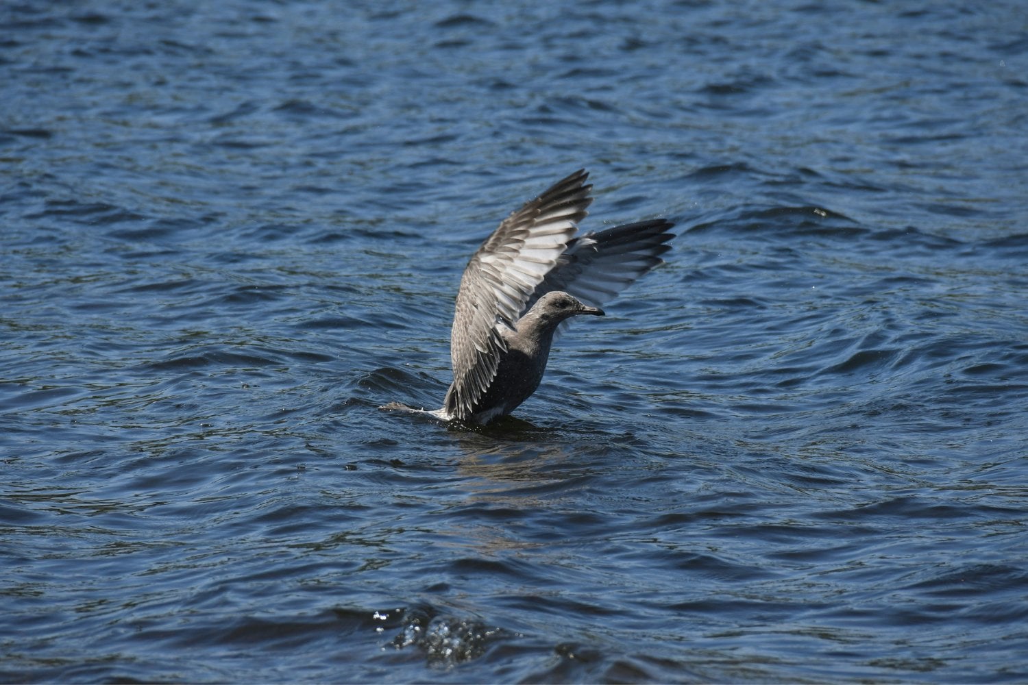 Gaviota En El Agua