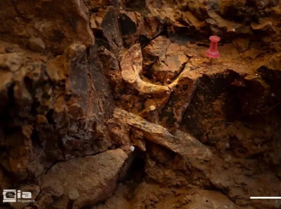 Homo Antecessor Atla 960x714