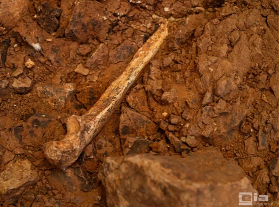 Homo Antecessor Ulna 960x714