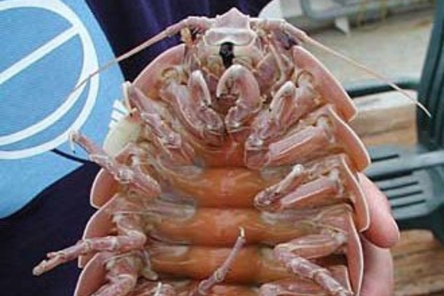 Isopodo