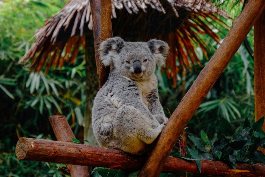 Koalas