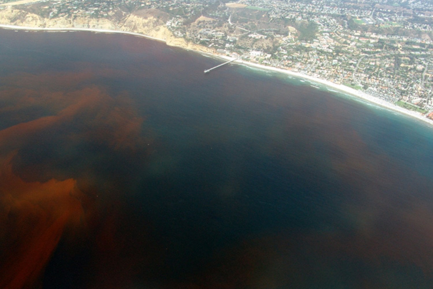Marea Roja En La Jolla