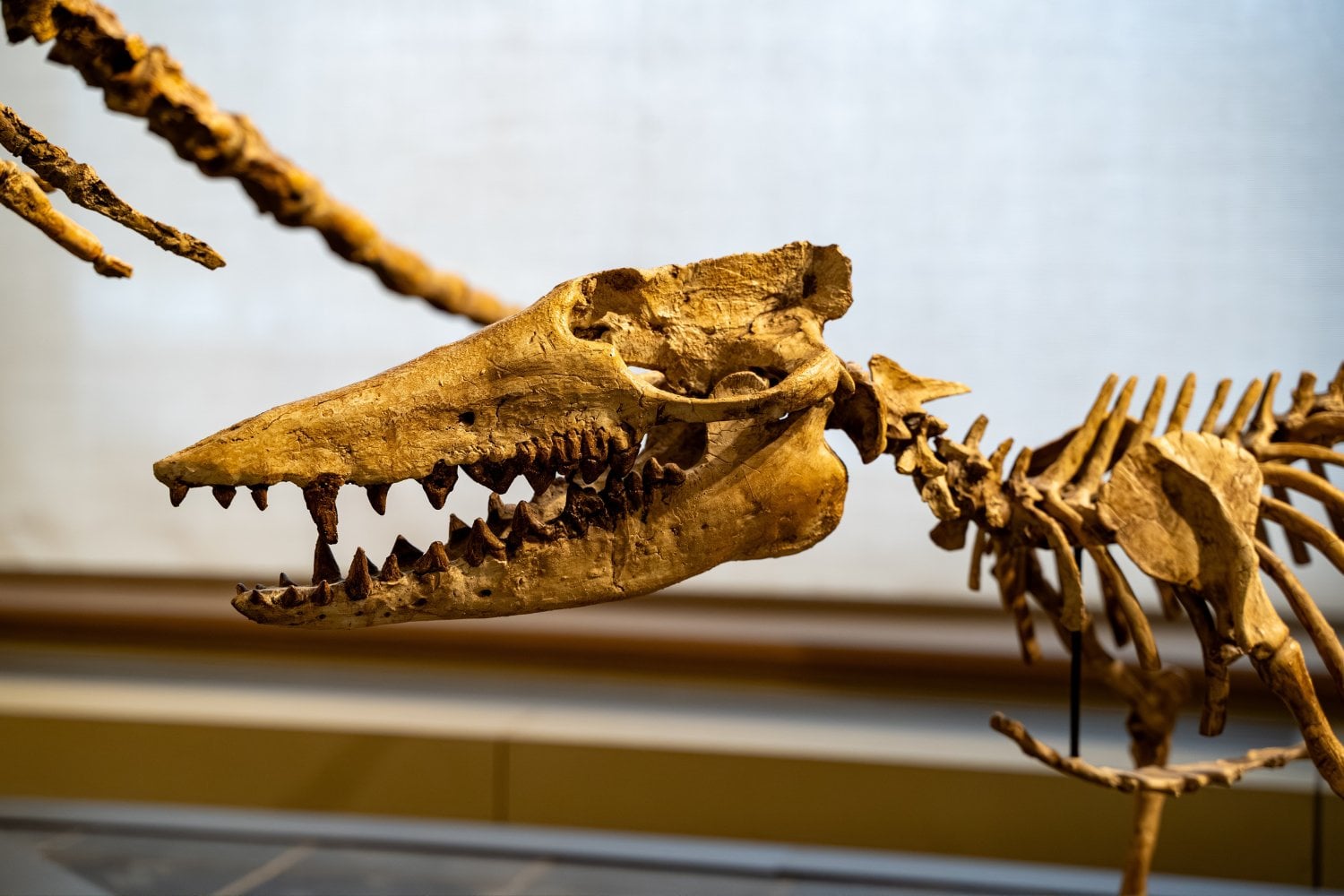 Pakicetus