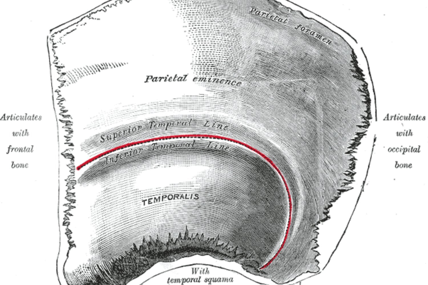 Parietal Izquierdo