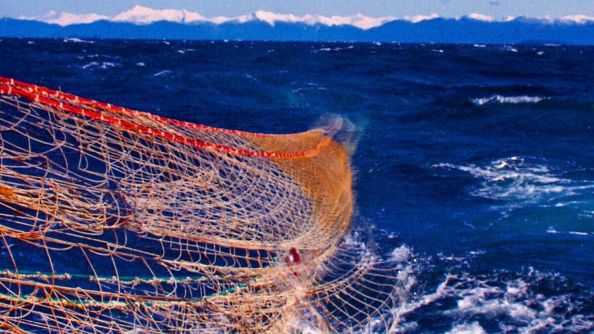 El IEO mide si las ‘puertas voladoras’ pueden reemplazar al arrastre de fondo en el Mediterráneo: reducen un 64% el daño al lecho marino sin afectar las capturas