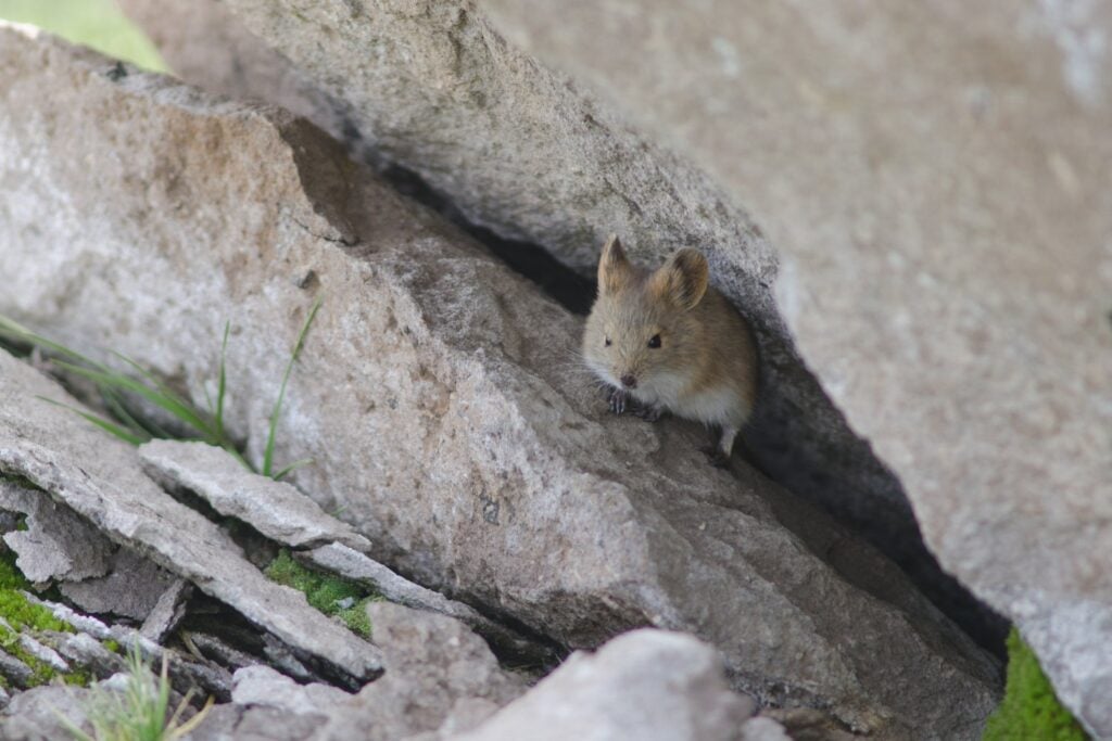 Raton Orejudo De Los Andes