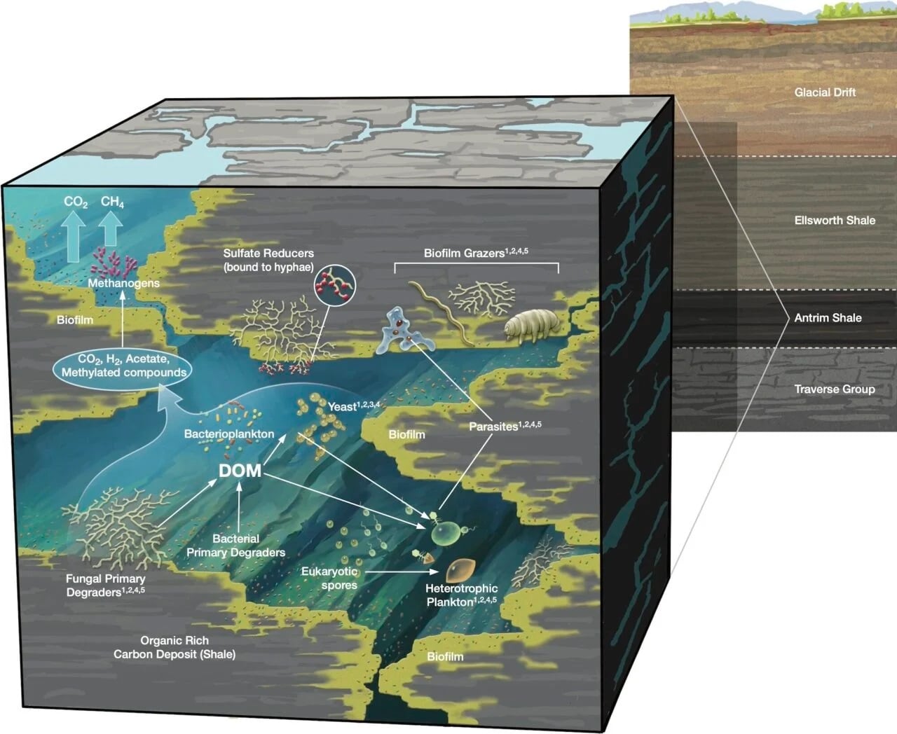 Rock Eating Fungi Flourish Deep Below Our Feet Food Web Schematic 1280x1048