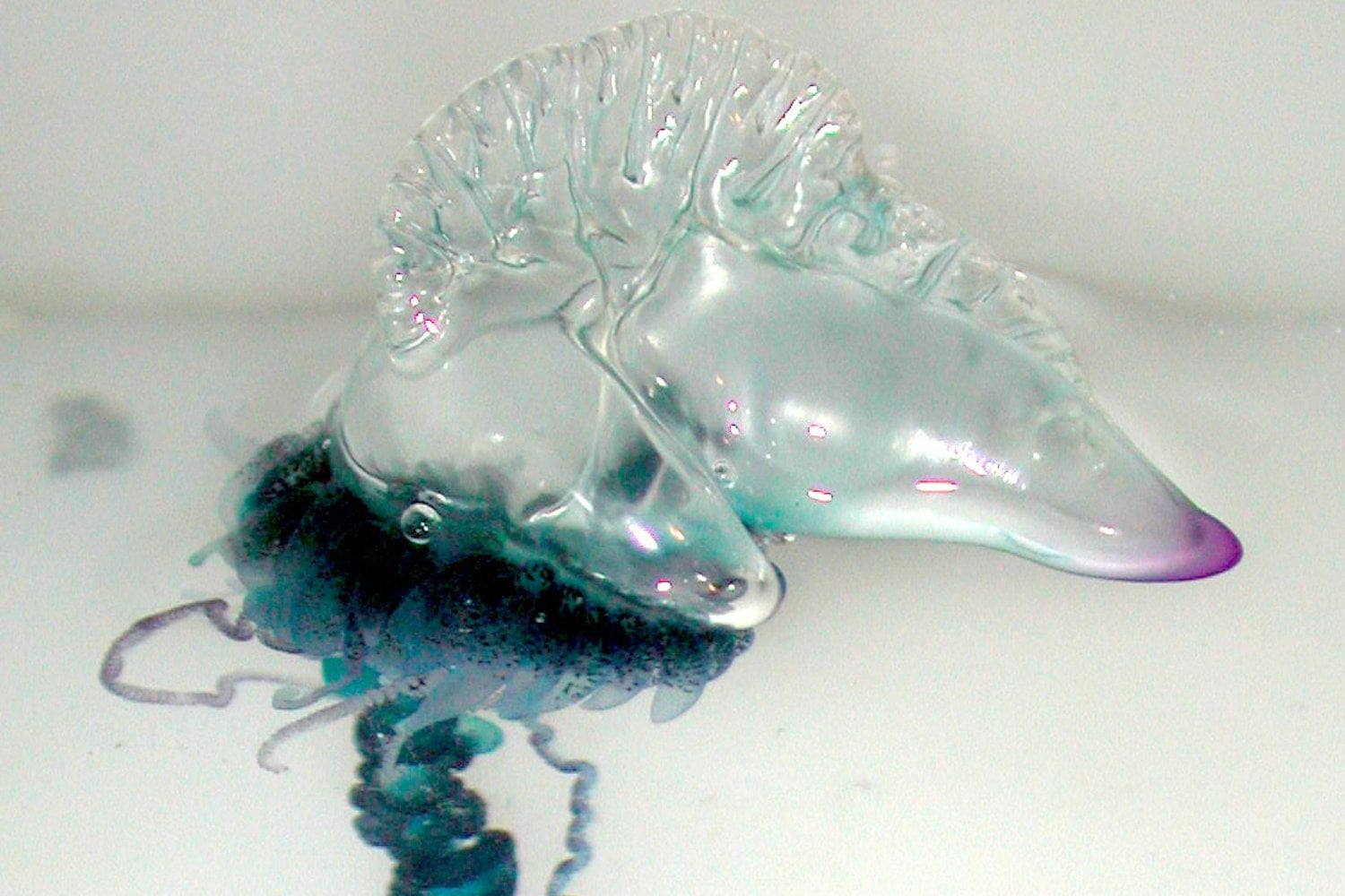 Sifonóforos