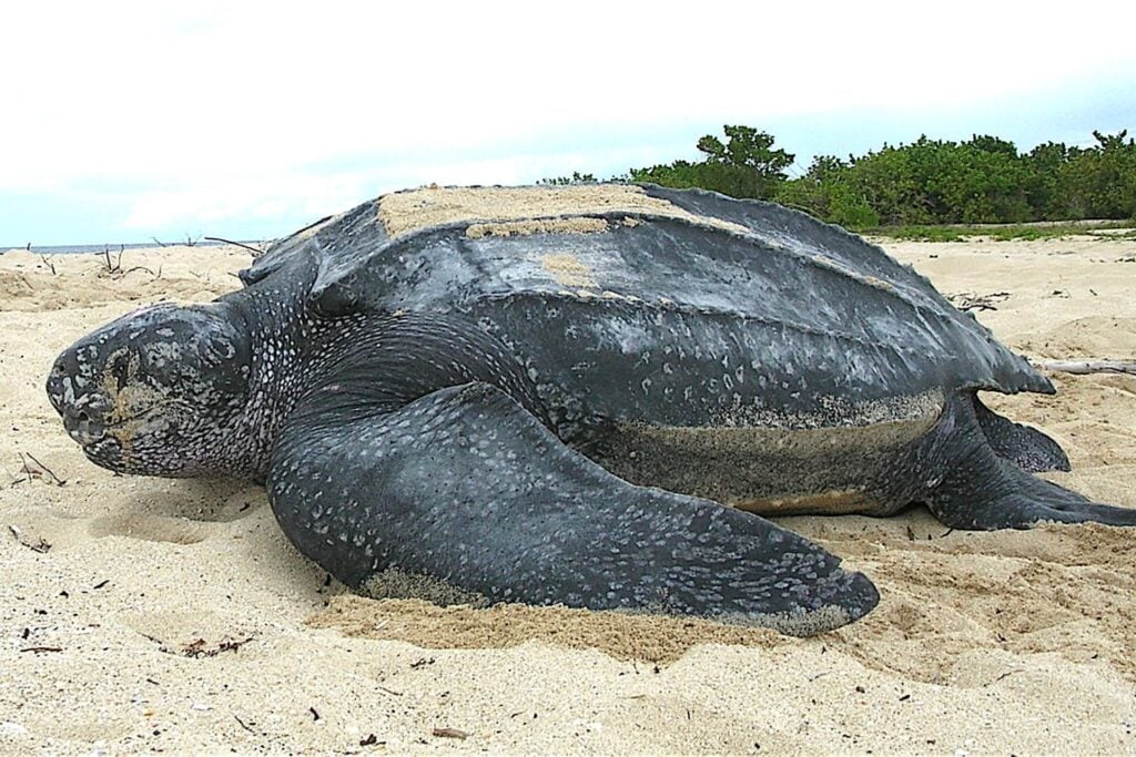 Tortuga Laud