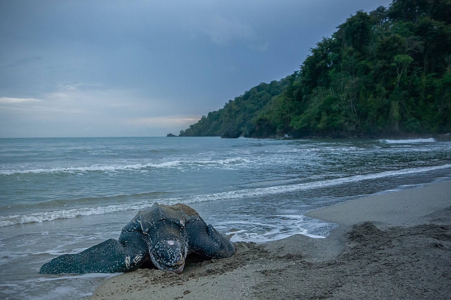 Tortuga Laud 2