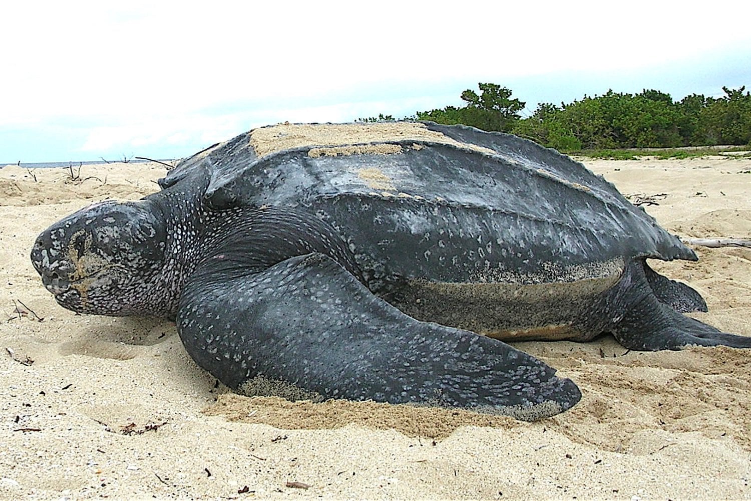 Tortuga Laud