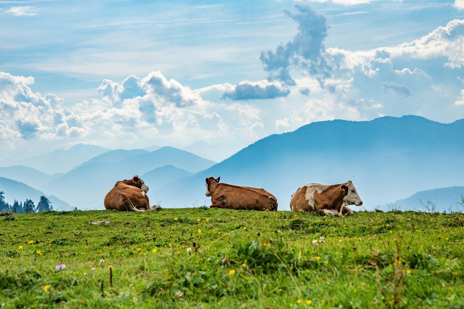 Vacas