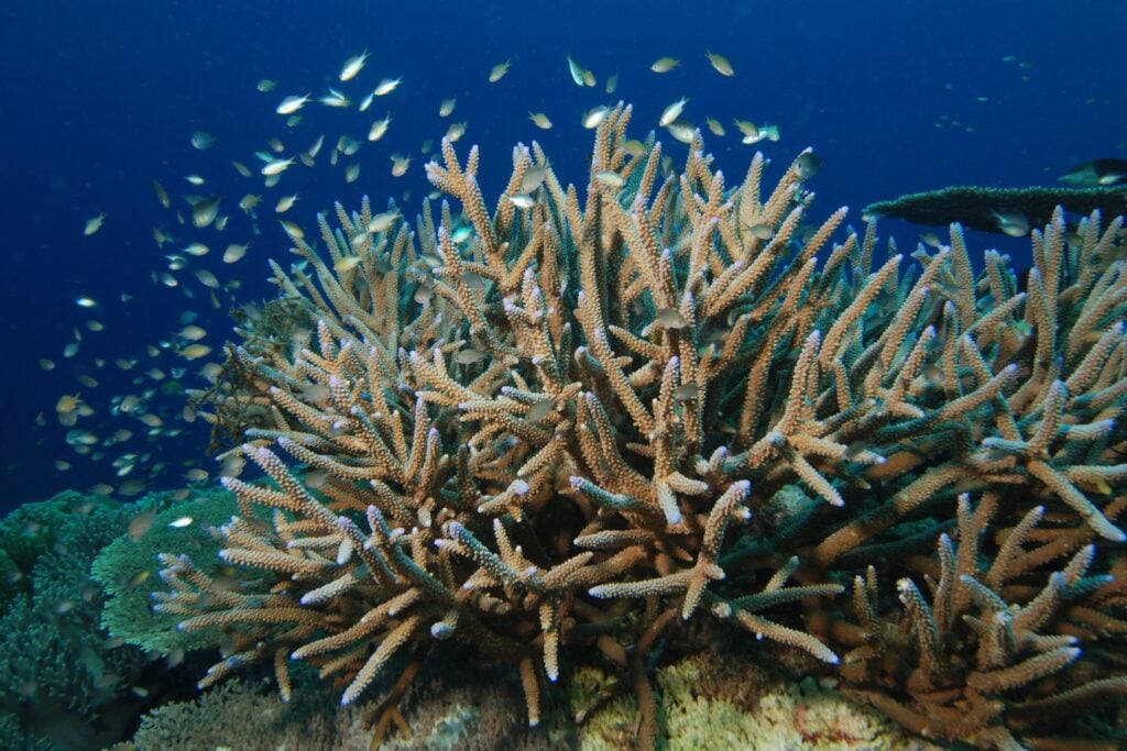 Acropora Cervicornis