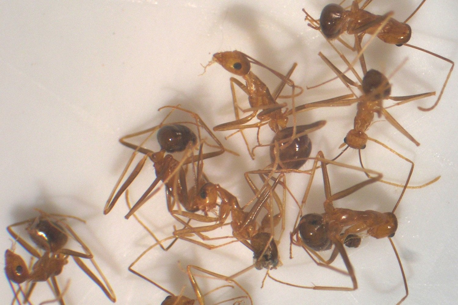 Anoplolepis Gracilipes
