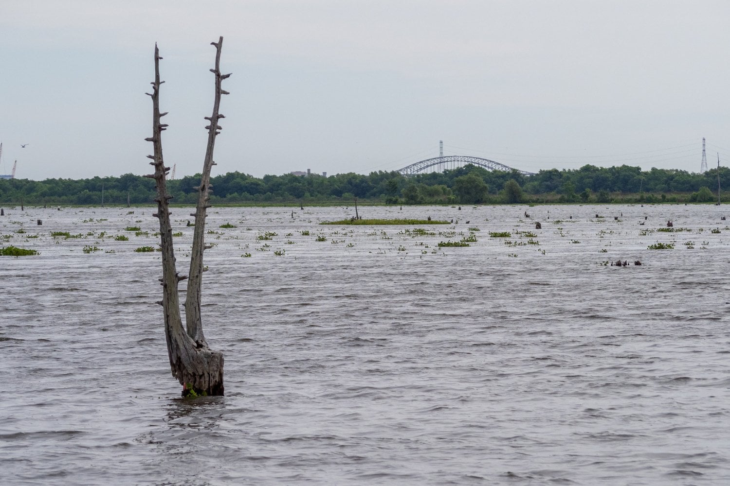 Bayou Bienvenue