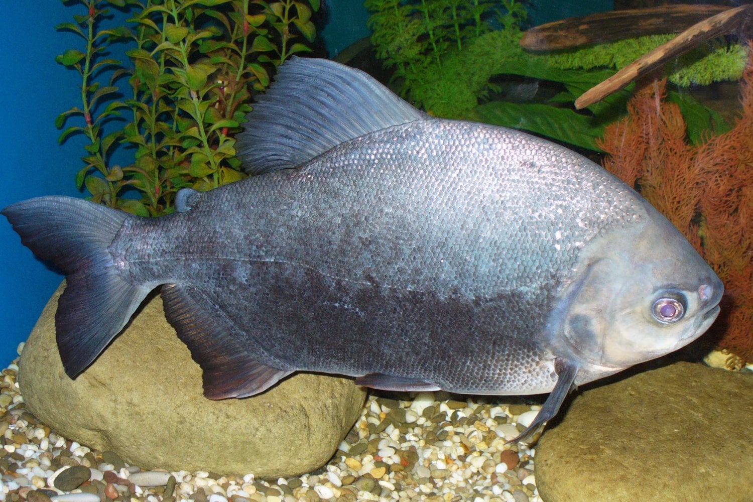 Colossoma Macropomum