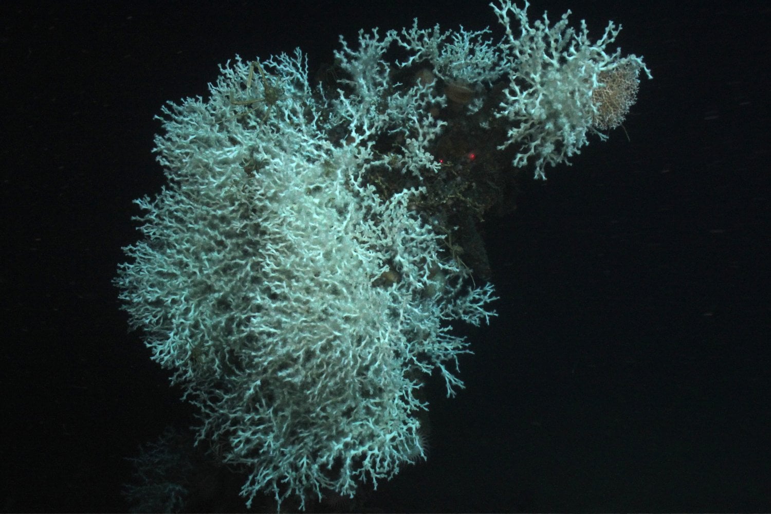 Desmophyllum Pertusum