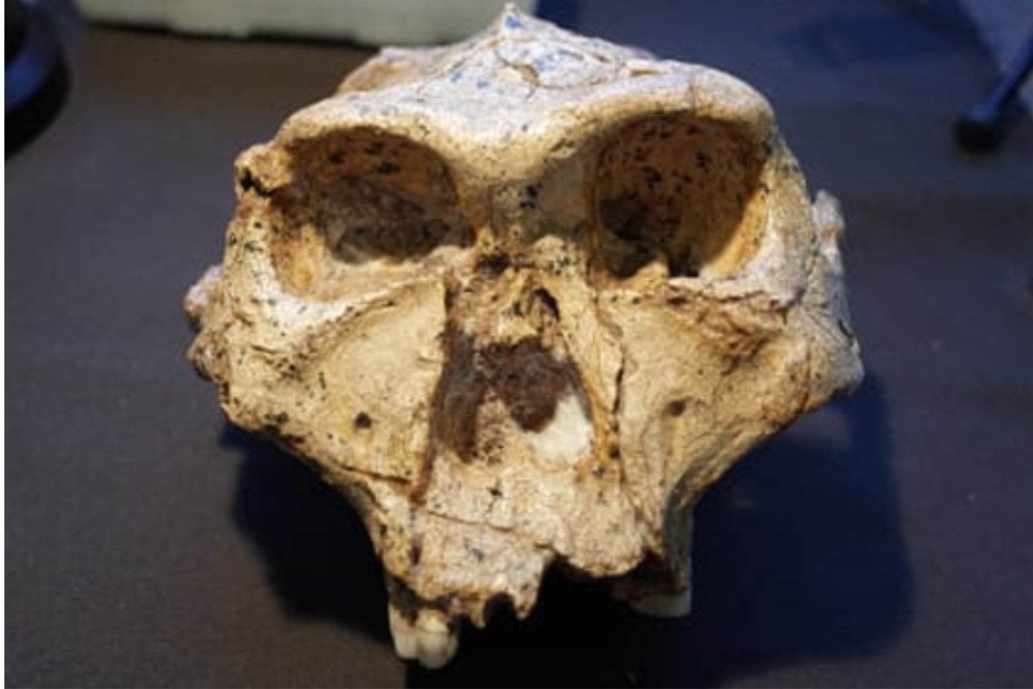 Un científico propone que Lucy deje de ser Australopithecus y pase a ser Homo. El cambio obligaría a reescribir hasta cinco millones de años de nuestro árbol evolutivo