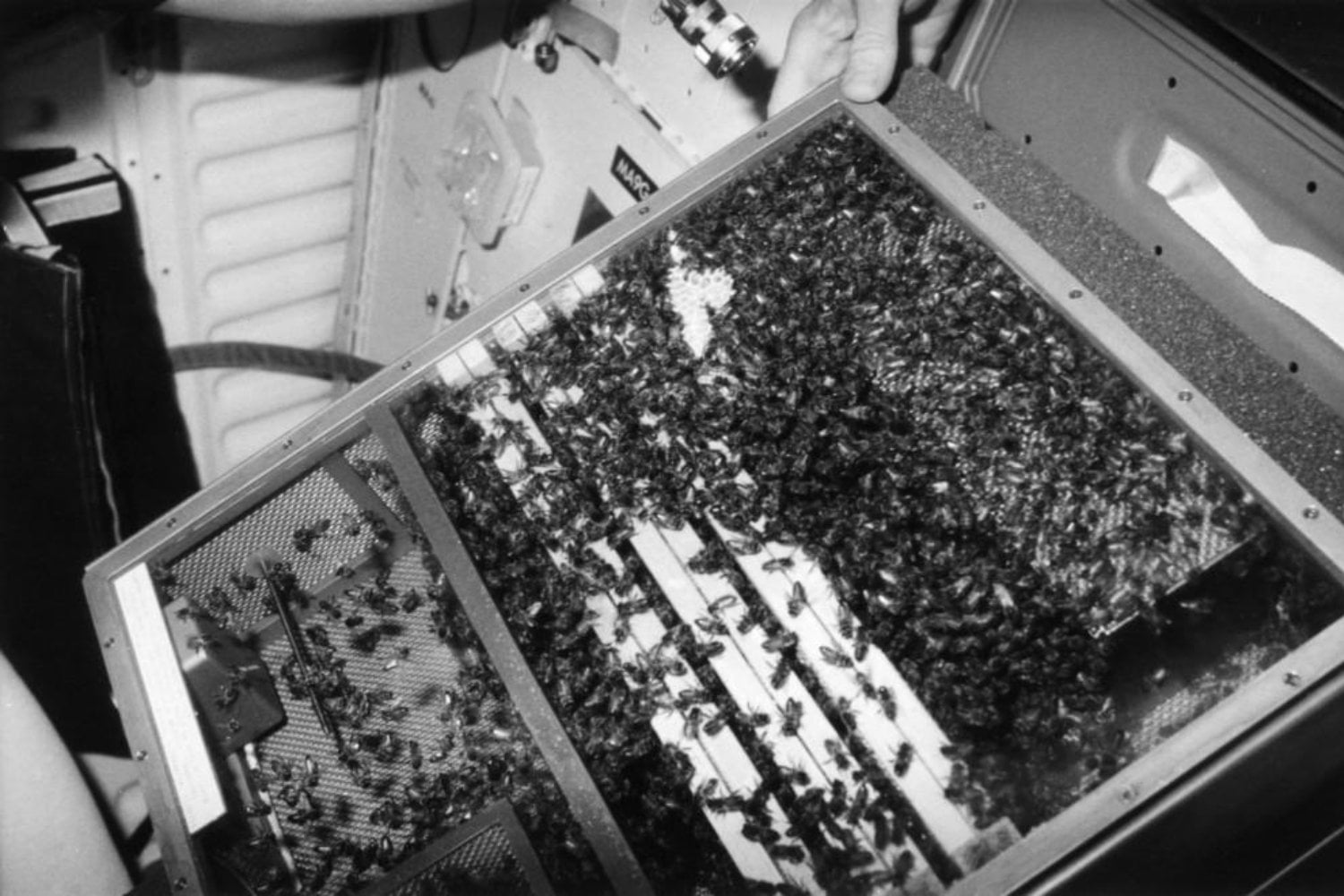 La NASA encerró 3.300 abejas en el Challenger para comprobar si sabían construir sin gravedad. Siete días después habían levantado 200 centímetros cuadrados de panal