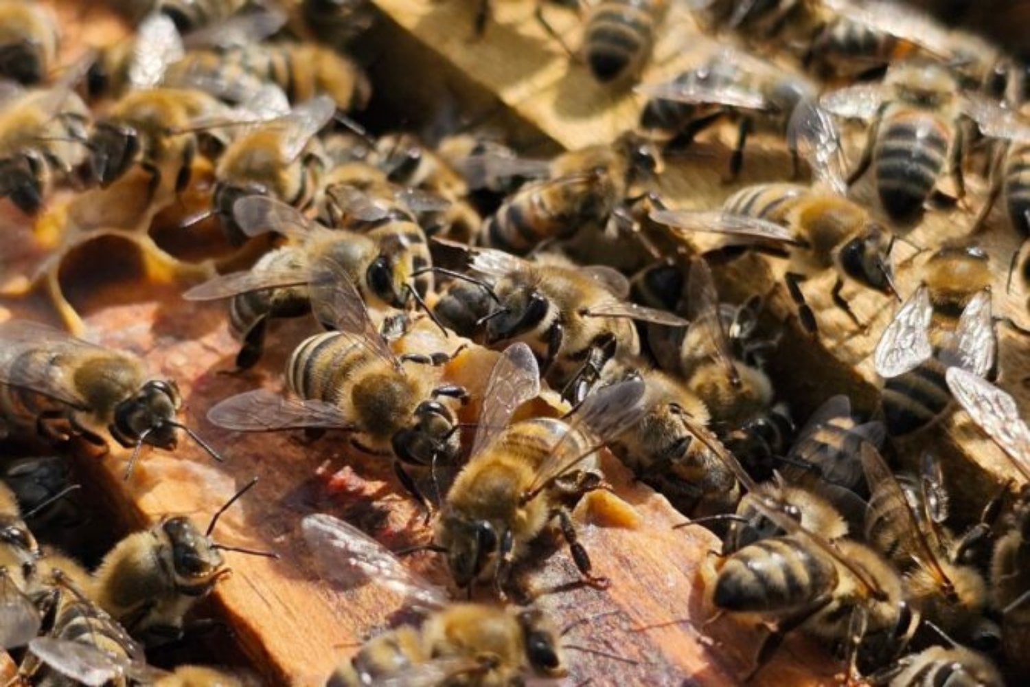El cambio climático está empujando a los insectos hacia las cumbres para sobrevivir, pero allí el aire puede convertirse en una trampa. Menos oxígeno, más esfuerzo para volar y una amenaza directa para la polinización