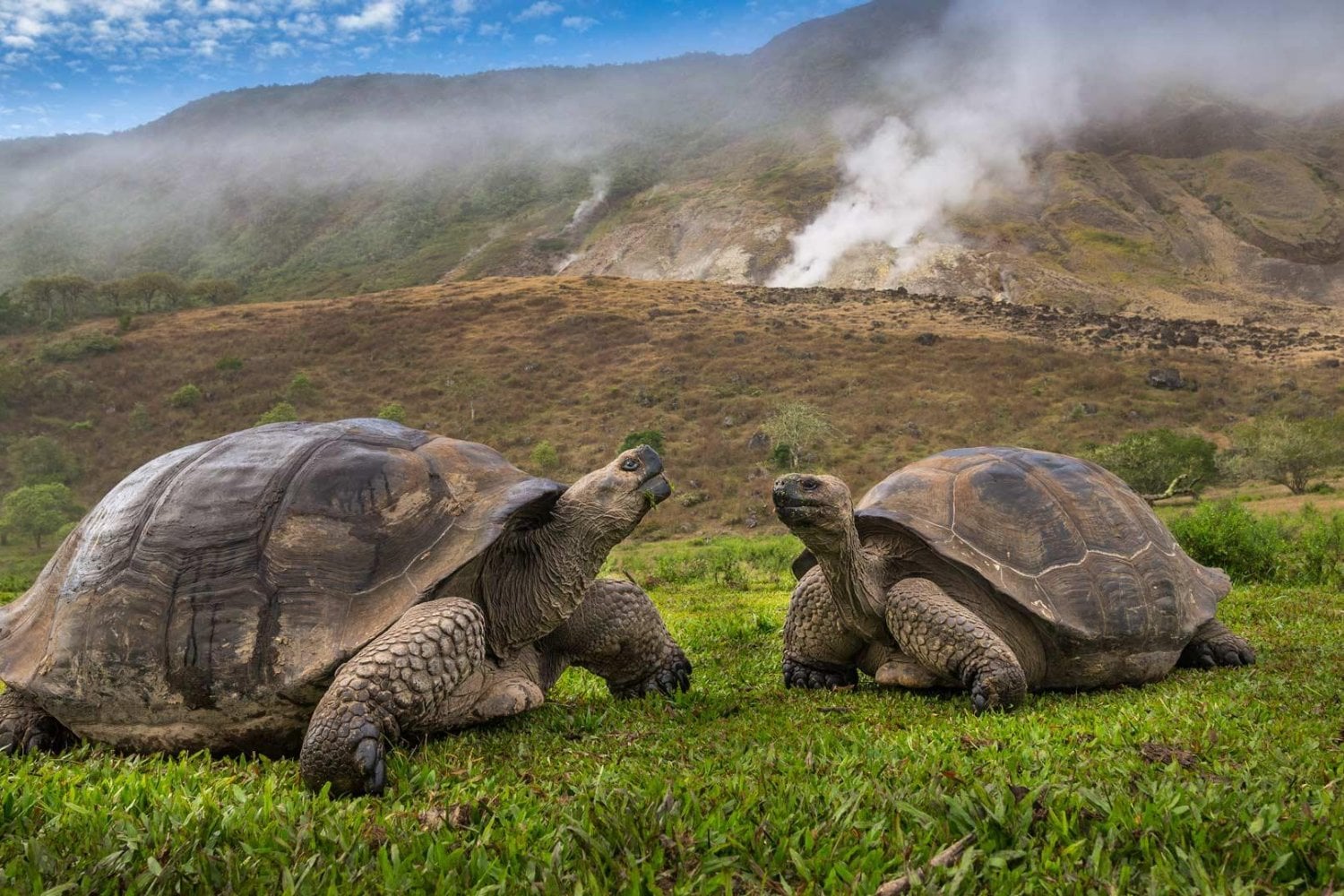 Galápagos gastó millones, desplegó helicópteros y eliminó más de 140.000 cabras invasoras. Años después, las tortugas jóvenes casi se habían multiplicado por cinco