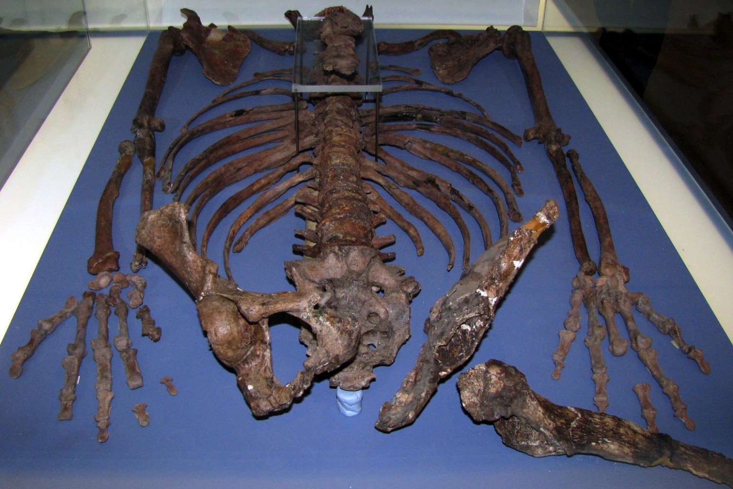 Un neandertal de hace 55.000 años tenía una pelvis que parecía extraña. Un nuevo estudio sostiene que la verdadera rareza está en nosotros y podría explicar por qué caminamos durante kilómetros