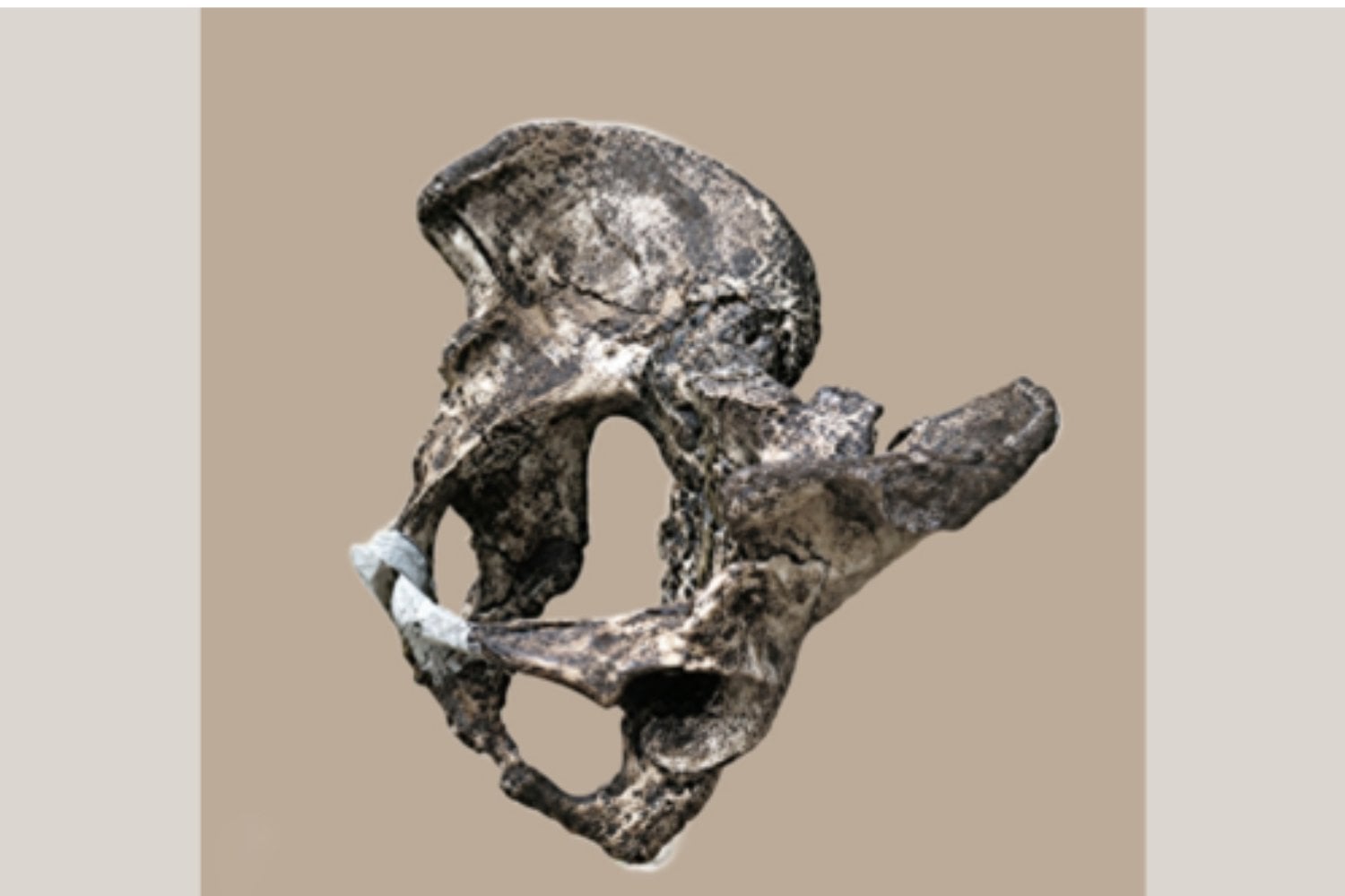 Los neandertales acaban de darle la vuelta a la historia de nuestra pelvis. La gran innovación no estaba en ellos, sino en los hombres modernos y su “muelle” natural para caminar largas distancias