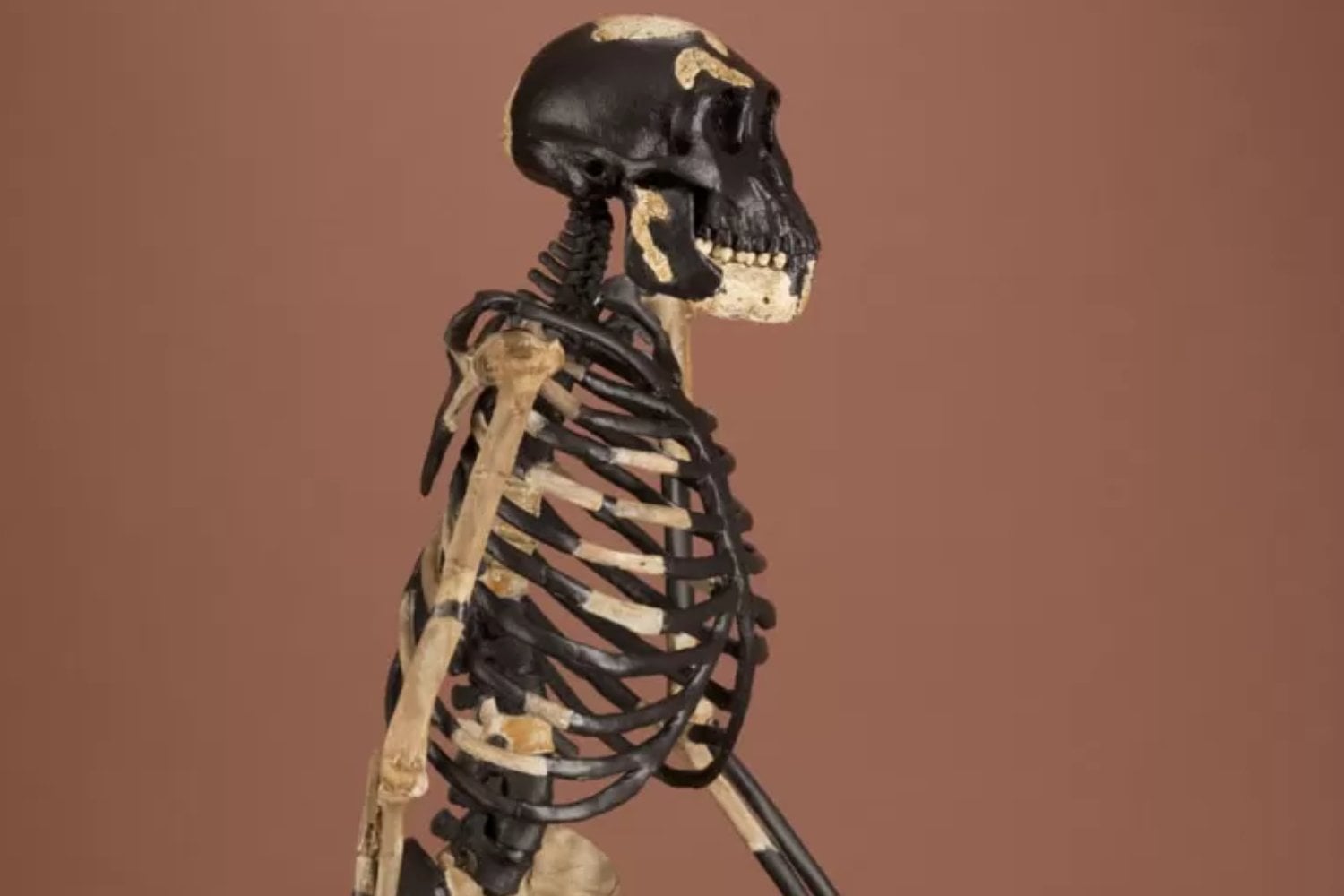 Un científico propone que Lucy deje de ser Australopithecus y pase a ser Homo. El cambio obligaría a reescribir hasta cinco millones de años de nuestro árbol evolutivo