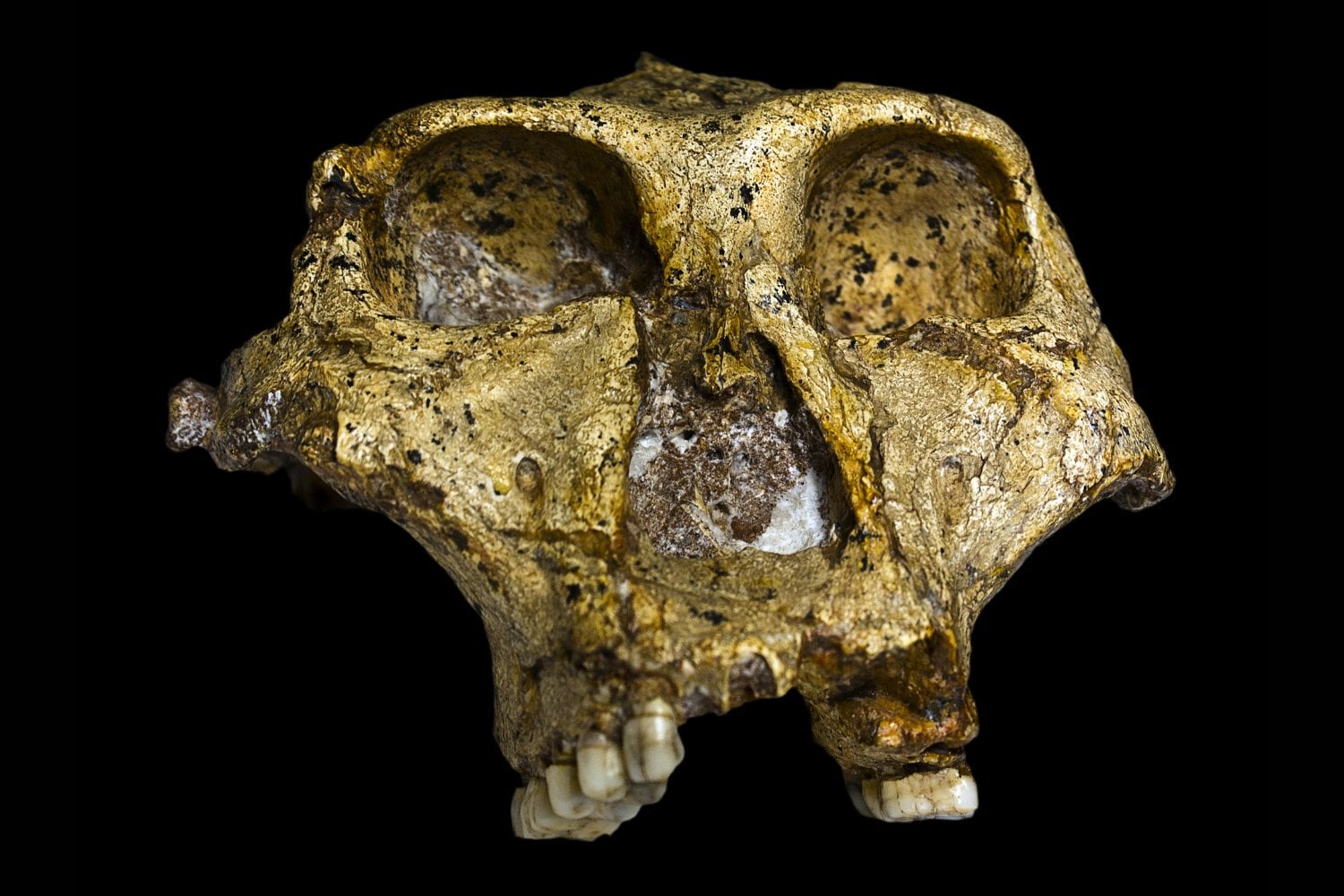 Un científico propone que Lucy deje de ser Australopithecus y pase a ser Homo. El cambio obligaría a reescribir hasta cinco millones de años de nuestro árbol evolutivo