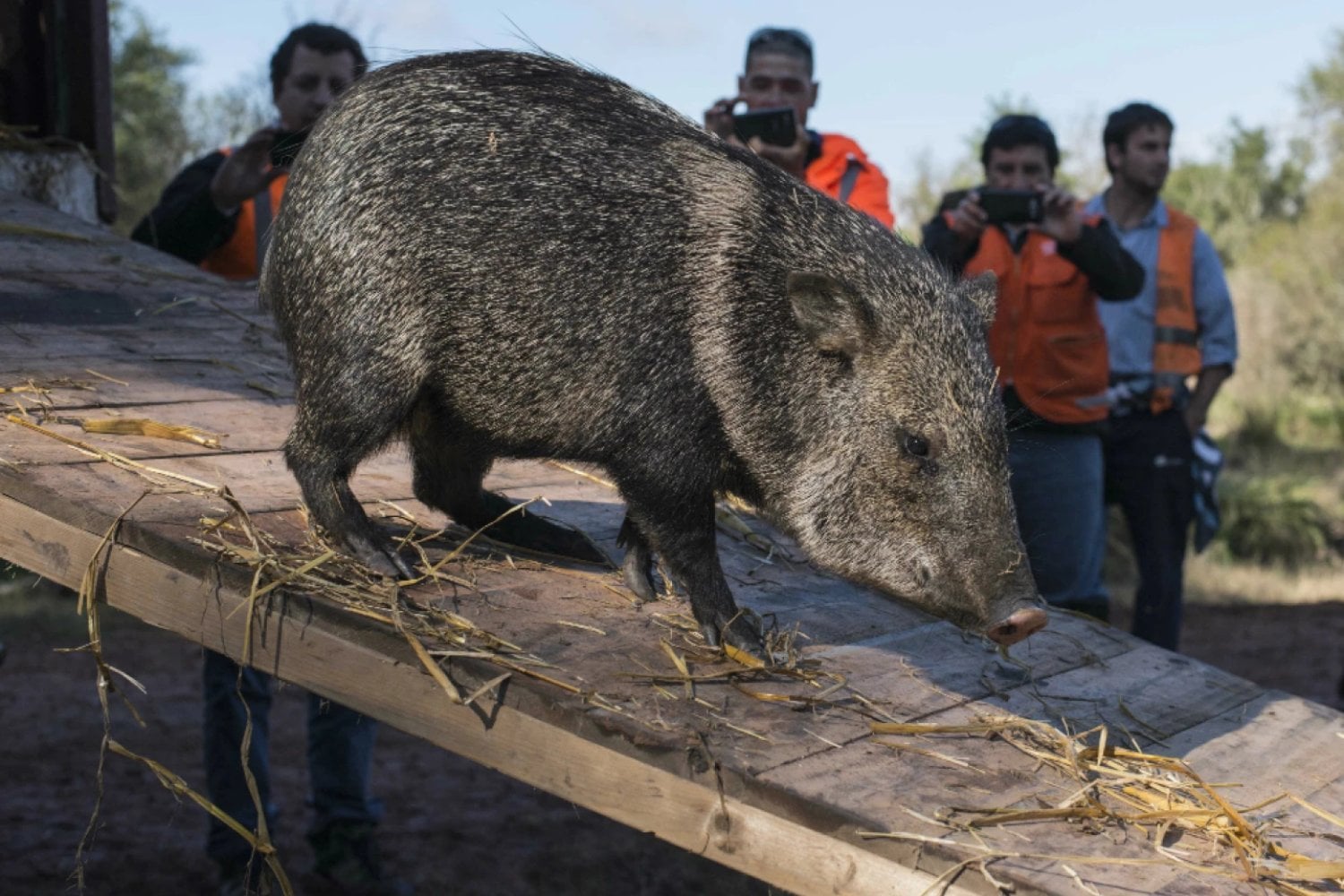 Uruguay pasó 123 años sin uno de sus mamíferos nativos y liberó 140 para traerlo de vuelta. Las cámaras captaron nuevas crías y confirmaron que la especie había vuelto a reproducirse en libertad
