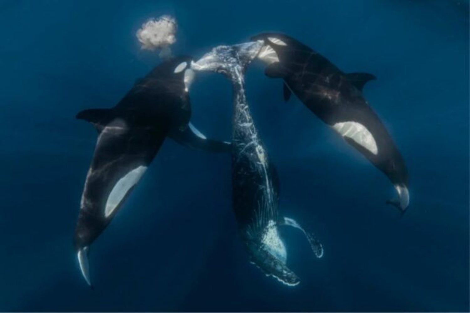 Ballenas, delfines y orcas cruzaron una puerta evolutiva que ya no se abre desde el otro lado. Un análisis de 5.635 mamíferos explica cómo las patas, los genes y el metabolismo hicieron prácticamente imposible su regreso a tierra firme